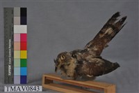 布穀鳥藏品圖，第4張